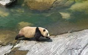漢中野生大熊貓走紅！泳姿萌翻全國網(wǎng)友！縮略圖