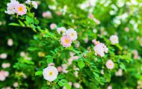 春色滿(mǎn)園！漢中這里的薔薇花開(kāi)啦，顏值滿(mǎn)分快去打卡~縮略圖