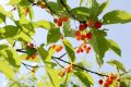 留壩櫻桃紅了！初夏的味道m(xù)in甜！縮略圖