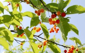 留壩櫻桃紅了！初夏的味道m(xù)in甜！縮略圖