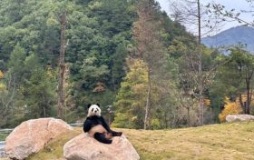可愛(ài)暴擊！秦嶺大熊貓賣(mài)萌撒歡現(xiàn)場(chǎng)→縮略圖