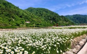 花都開(kāi)好了，來(lái)佛坪邂逅白色浪漫！縮略圖