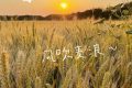 在漢臺，有一種浪漫叫風(fēng)吹麥浪！縮略圖