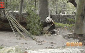 央視報道：與“熊貓院士”一起開啟佛坪尋貓之旅！縮略圖