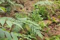 暖心！國家二級保護(hù)動物麂子在老道寺鎮(zhèn)獲救縮略圖