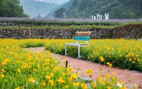 免費(fèi)賞！佛坪百畝花海驚艷怒放！縮略圖