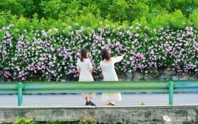 喜訊！漢臺(tái)有個(gè)小鎮(zhèn)會(huì)“深呼吸”縮略圖