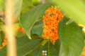 真香！“桂花味”的漢中正在回歸！縮略圖