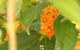 真香！“桂花味”的漢中正在回歸！縮略圖