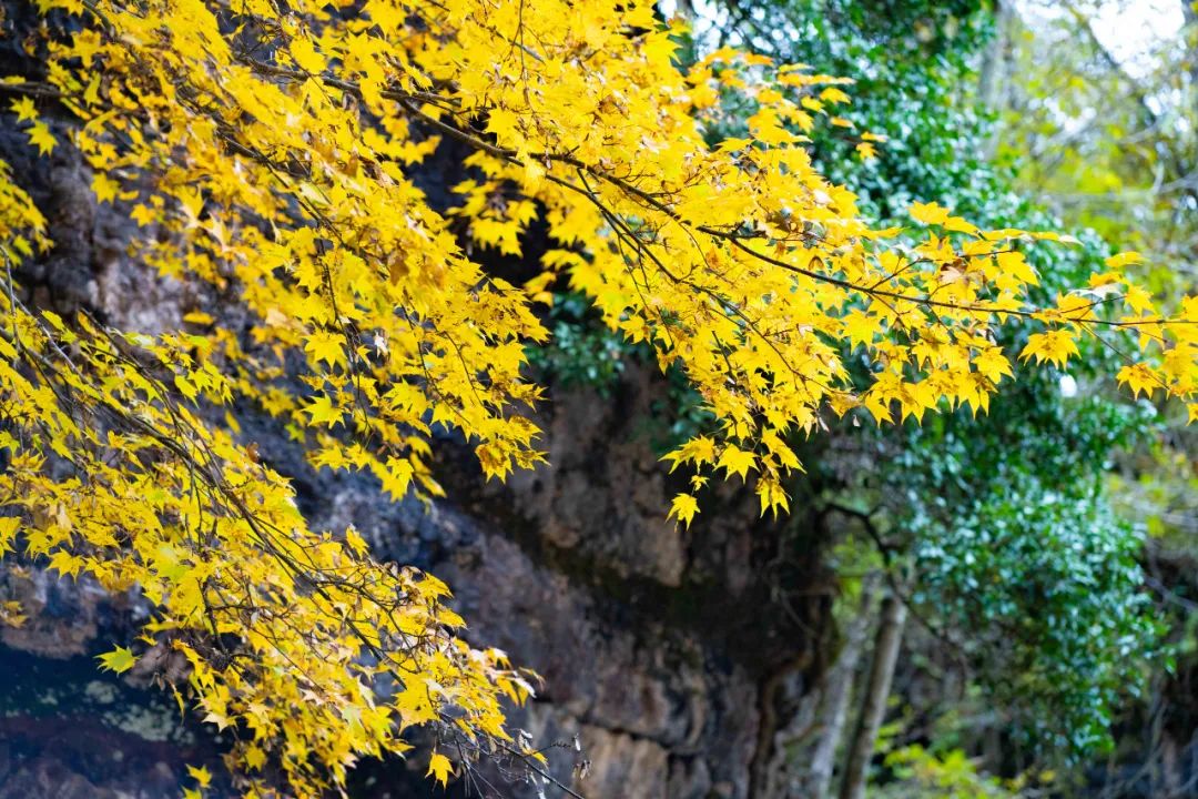 10月1日，漢中黎坪景區(qū)秋高氣爽、景色秀美，還不擁擠，趕緊出發(fā)嘍！