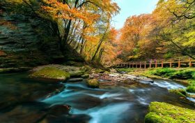 朱鹮在橫山和南泥灣“安家”！有利于恢復朱鹮的遷徙習性縮略圖