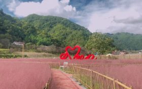 佛坪又一輪花海來(lái)襲，仙氣十足！縮略圖