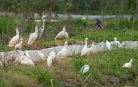 國家一級保護鳥類彩鹮，又回漢中省親！縮略圖