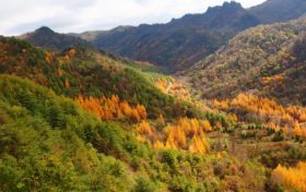 覽棧道美景，賞金秋紅葉！紫柏山絕美紅葉秘境等你來縮略圖