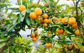 漢中城固，中國(guó)桔海桔子紅縮略圖