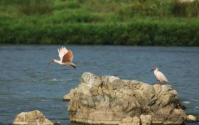 有朱鹮光顧的農(nóng)田，作物能賣好價錢！縮略圖
