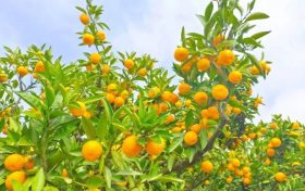 秋意濃，桔子紅，城固桔園迎來(lái)采摘季縮略圖