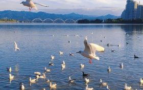 “冬日精靈”入城，漢臺(tái)“鷗”氣滿滿！縮略圖