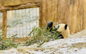 漢中多地下雪了，陜西氣象最新發(fā)布→縮略圖