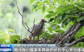 從7只到種群破萬(wàn) 42年保護(hù)讓朱鹮“孤羽重生”縮略圖