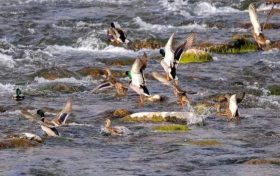 多種候鳥來佛坪越冬！開啟觀鳥體驗(yàn)→縮略圖