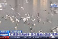 央視聚焦的“冬日精靈”，你“鷗”遇了嗎縮略圖