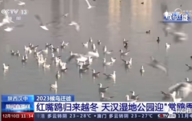 央視聚焦的“冬日精靈”，你“鷗”遇了嗎縮略圖