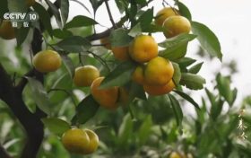 3分鐘！城固登上央視大型紀錄片縮略圖