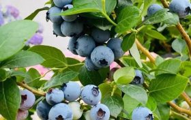 陜西鄉(xiāng)黨：“我的家鄉(xiāng)特產(chǎn)是特地瞞著我產(chǎn)的嗎？”縮略圖