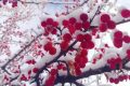宛若仙境！漢臺景區(qū)絕美雪景上線縮略圖