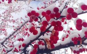 宛若仙境！漢臺景區(qū)絕美雪景上線縮略圖