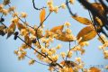 真香預(yù)警，臘梅花開！縮略圖