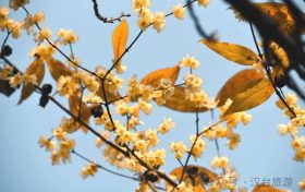 真香預(yù)警，臘梅花開！縮略圖