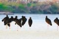 “鳥(niǎo)中大熊貓”現(xiàn)身陜西！縮略圖