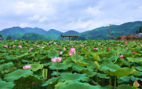 日期和今年一樣 1996年老日歷走俏 時隔28年 買“舊歷”過新年縮略圖