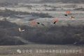 罕見(jiàn)！白鸛、黑鸛、白琵鷺、朱鹮在漢中“同框”縮略圖