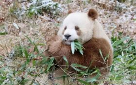 我們的“國(guó)寶”！是他們守護(hù)→縮略圖