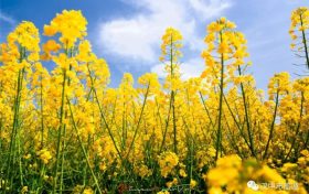 漢臺2024最美油菜花海系列活動重磅來襲！縮略圖
