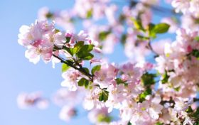 春季養(yǎng)肺正當(dāng)時，多吃哪些食物對肺有好處?縮略圖