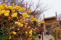 花開又一年，結(jié)香沁滿園縮略圖