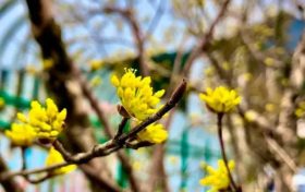 花事可期！佛坪萬畝茱萸花即將迎來絢爛時(shí)刻！縮略圖