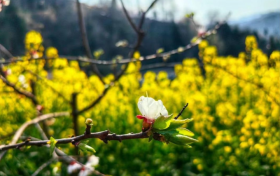 來鎮(zhèn)巴，我們準備了一個關于三月的金色夢境縮略圖