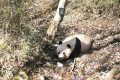 春天，在秦嶺和大熊貓偶遇縮略圖