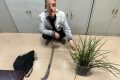 提醒，野生蘭草不能采！縮略圖