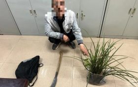 提醒，野生蘭草不能采！縮略圖