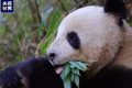 央視新聞：“滾滾”下山嘍！名場面除了“趕竹”，還有……縮略圖