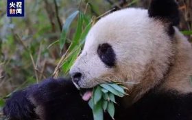 央視新聞：“滾滾”下山嘍！名場面除了“趕竹”，還有……縮略圖