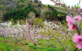 能賞花、能摘果，孕育致富新希望！縮略圖