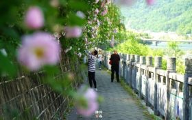 佛坪初夏，薔薇花開已傾城！縮略圖