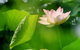 暑假來臨如何讓孩子不沉迷手機(jī)？心理治療師教你幾招縮略圖